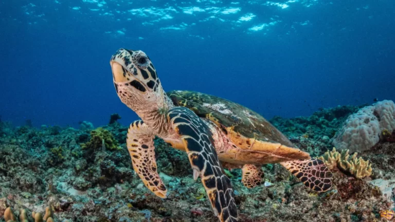Avanzare nella conservazione con il riconoscimento facciale delle tartarughe basato sull’intelligenza artificiale

 | Intelligenza-Artificiale