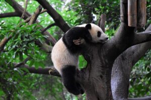 Approfondimento sulla modalità copia su scrittura di Panda – Parte III |  di Patrick Hoefler |  Settembre 2023

 | Intelligenza-Artificiale