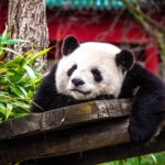 Panda: lavora sui tuoi dtype!.  Avere i dtype giusti nei panda è un… |  di Yoann Mocquin |  Settembre 2023

 | Intelligenza-Artificiale