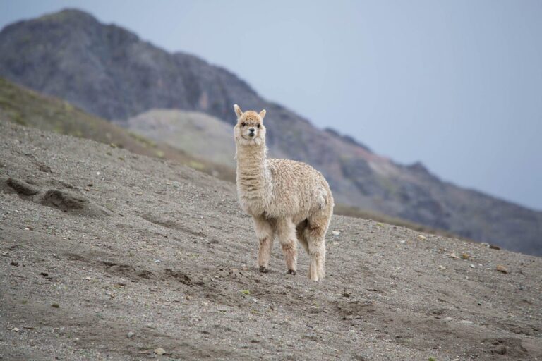 Sfide nella generazione di arresti in Llama 2 |  di Shuyang Xiang |  Settembre 2023

 | Intelligenza-Artificiale