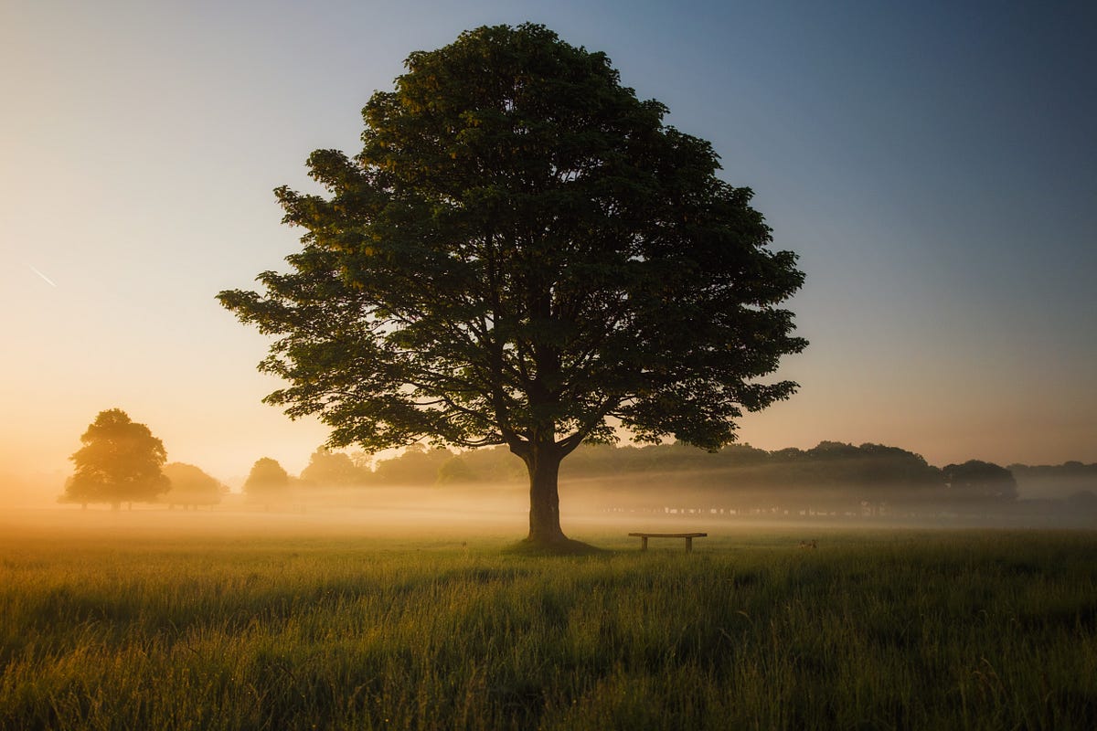 XGBoost: come il deep learning può sostituire il gradient boosting e gli alberi decisionali – Parte 2: formazione |  di Saupin Guillaume |  Settembre 2023

 | Intelligenza-Artificiale