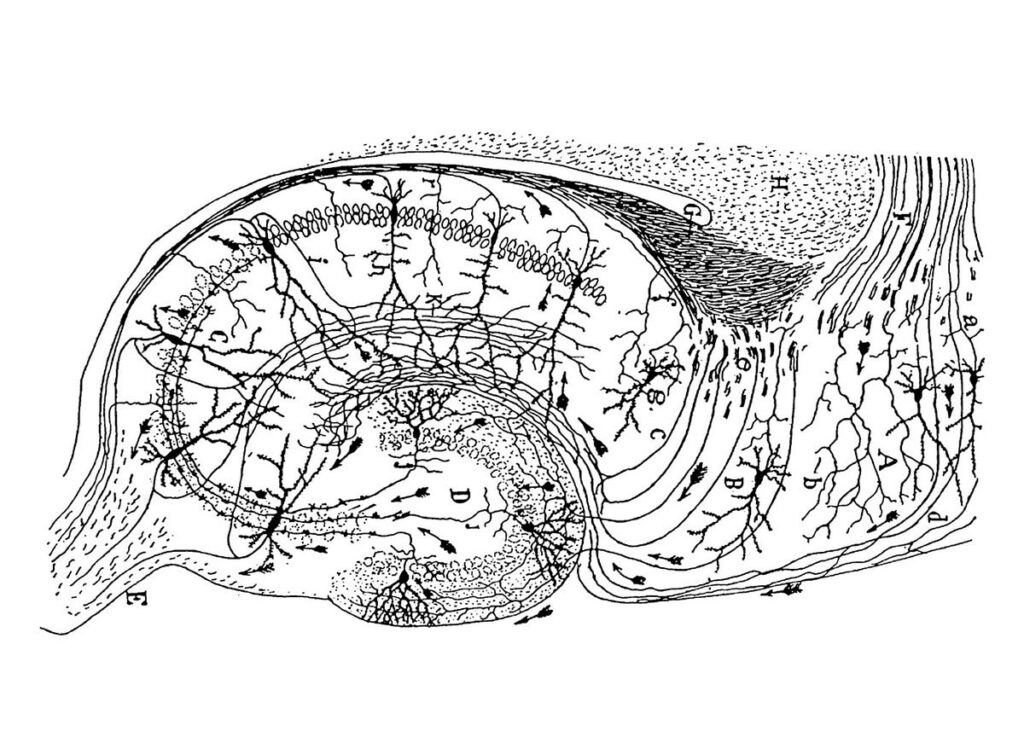 Dall’apprendimento biologico alla rete neurale artificiale: quali prospettive? | di Stephanie Shen | Ottobre 2023
| Intelligenza-Artificiale Dall’apprendimento biologico alla rete neurale artificiale: quali prospettive? | di Stephanie Shen | Ottobre 2023
| Intelligenza-Artificiale