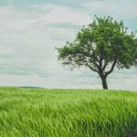 Albero dei pensieri che suggeriscono.  Risolvere problemi in più fasi con i LLM… |  di Cameron R. Wolfe, Ph.D.  |  Dicembre 2023

 | Intelligenza-Artificiale