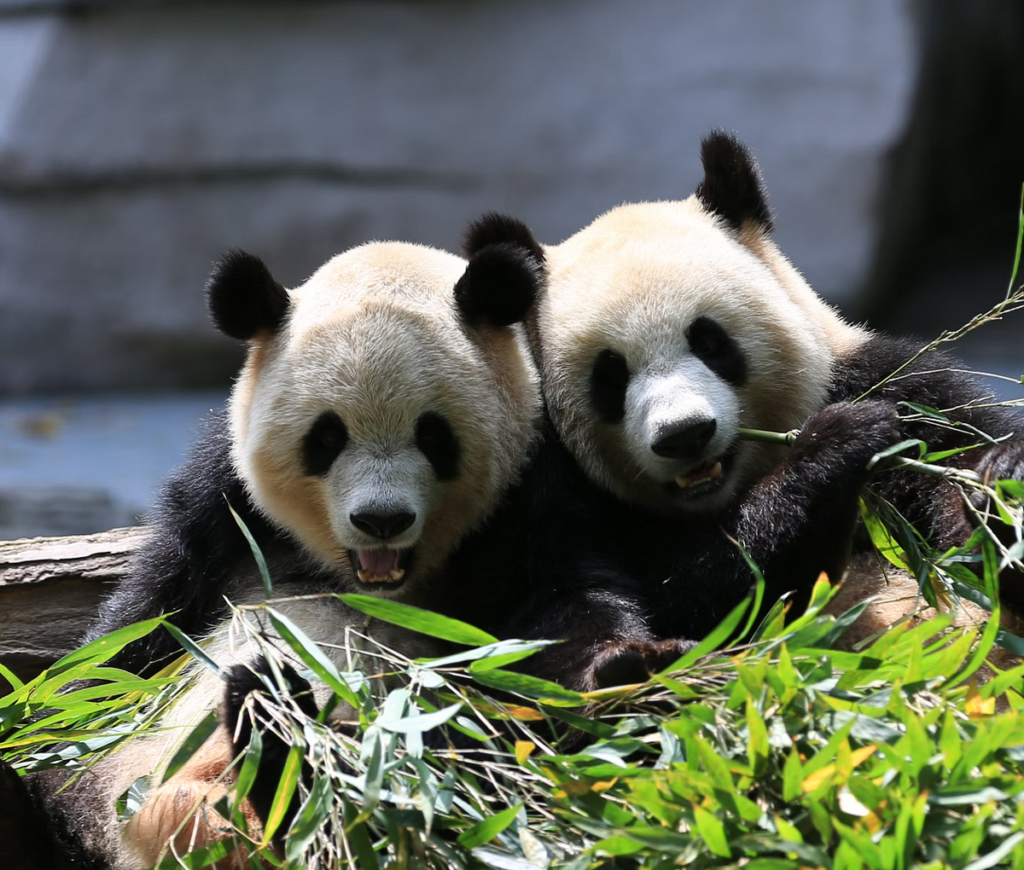Elabora i dataframe Pandas con un modello linguistico di grandi dimensioni | di Dmitrii Eliuseev | Marzo 2024
| Intelligenza-Artificiale Elabora i dataframe Pandas con un modello linguistico di grandi dimensioni | di Dmitrii Eliuseev | Marzo 2024
| Intelligenza-Artificiale