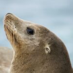 Sony e AI Singapore collaborano sui LLM SEA-LION

 | Intelligenza-Artificiale