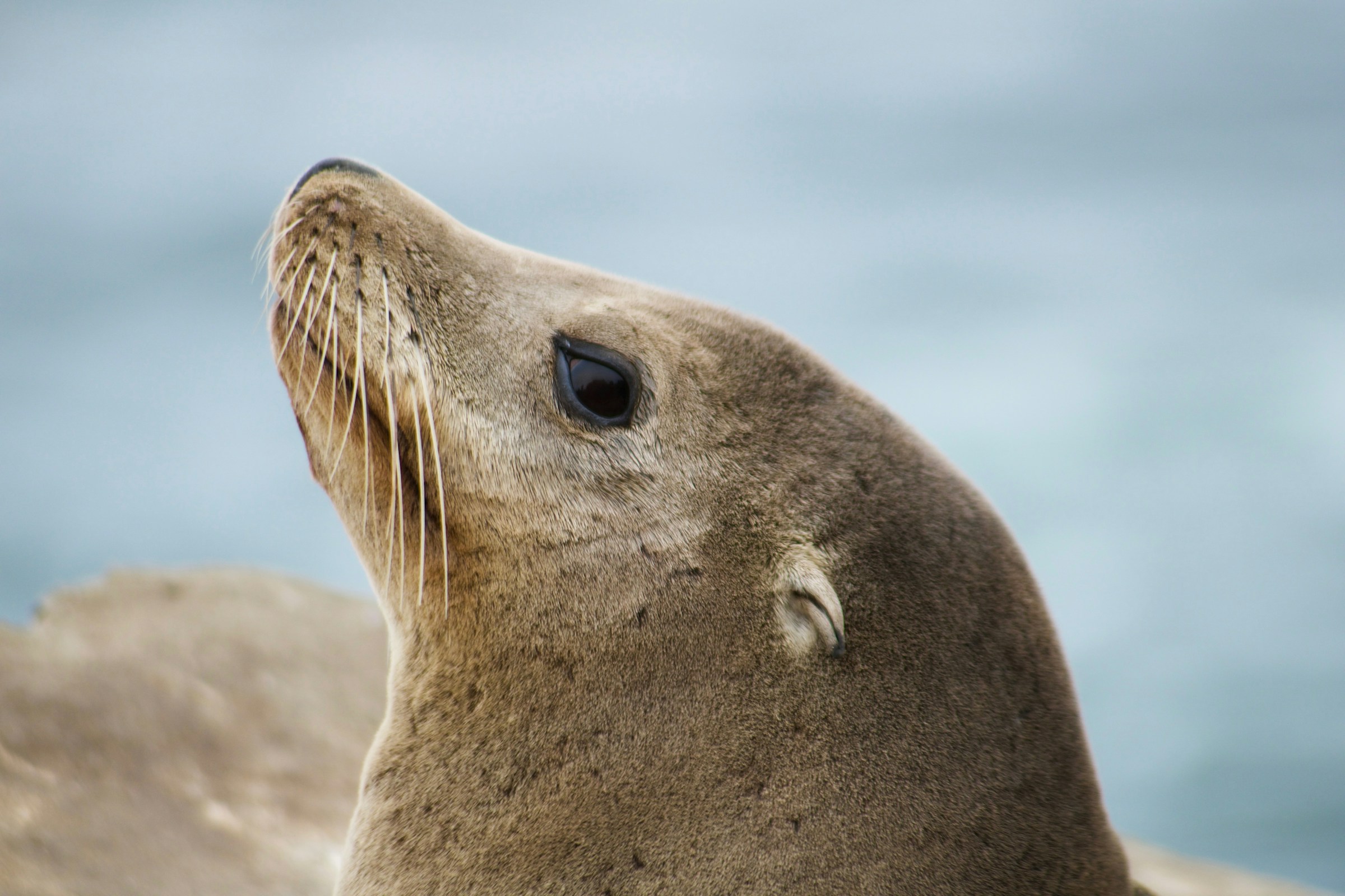 Sony e AI Singapore collaborano sui LLM SEA-LION

 | Intelligenza-Artificiale