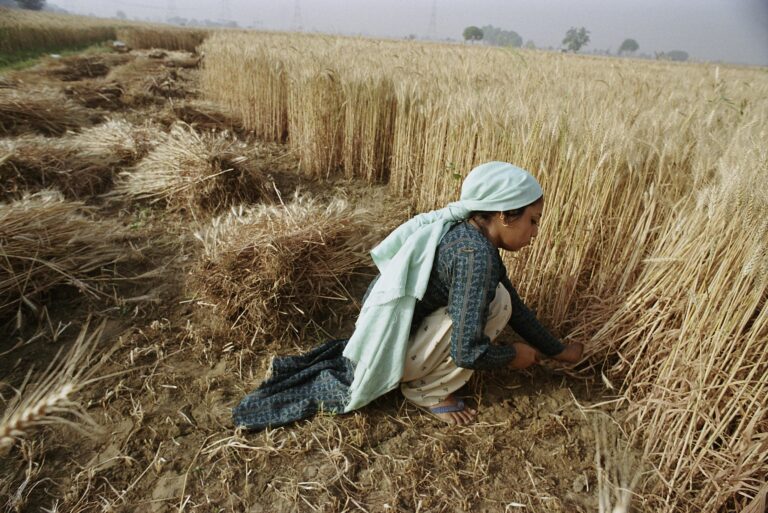 L’ascesa dell’agricoltura algoritmica? AI interviene

 | Intelligenza-Artificiale