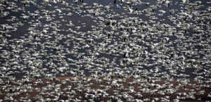 I professionisti della finanza quantitativa non sono informati quando si parla di intelligenza artificiale

 | Intelligenza-Artificiale