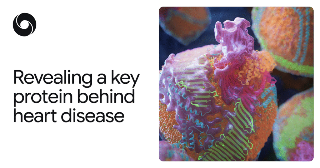 AlphaFold rivela una proteina chiave dietro le malattie cardiache

 | Intelligenza-Artificiale