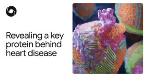 AlphaFold rivela una proteina chiave dietro le malattie cardiache

 | Intelligenza-Artificiale