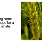 In che modo AlphaFold aiuta gli scienziati a progettare colture più resistenti al calore

 | Intelligenza-Artificiale