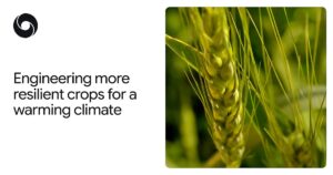 In che modo AlphaFold aiuta gli scienziati a progettare colture più resistenti al calore

 | Intelligenza-Artificiale