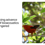 In che modo l’intelligenza artificiale sta contribuendo a far progredire la scienza della bioacustica per salvare le specie in via di estinzione

 | Intelligenza-Artificiale